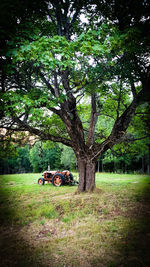 Trees on field