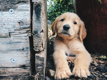 Close-up portrait of a dog