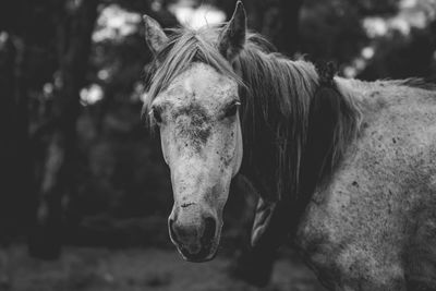 Close-up of horse