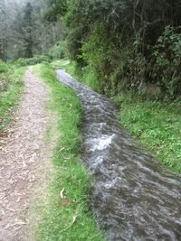 Stream flowing through forest