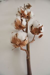 Close-up of dead plant