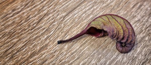 High angle view of a lizard on wood