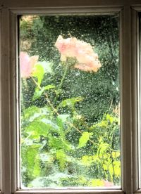 window