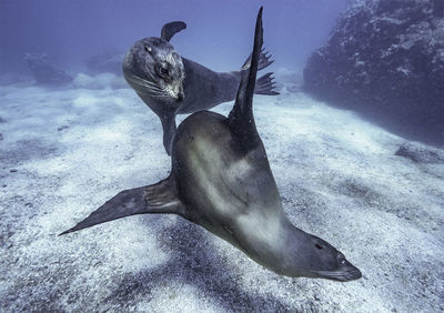 Close-up of sea lion swimming underwater