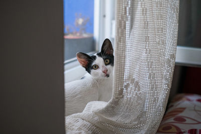 Portrait of cat relaxing on window at home