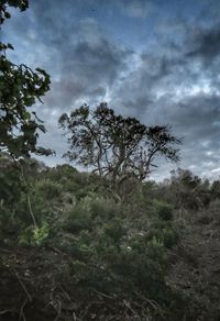 Trees on landscape against sky