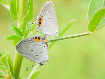 Close-up of butterfly perching on plant