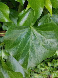 Close-up of fresh green leaves