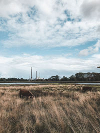 Scenic view of field against sky