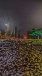 Surface level of footpath amidst plants in city at night