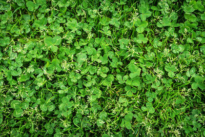 Full frame shot of fresh green plants