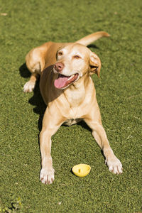 Dog with ball on grass