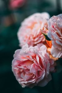 Close-up of hand holding pink rose flower