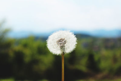 Close-up of dandelion against sky