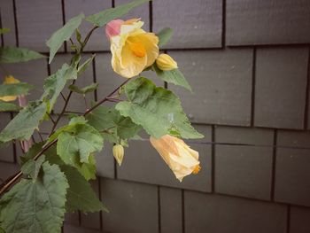 Close-up of yellow flowers blooming outdoors