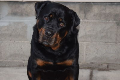 Portrait of rottweiler against wall