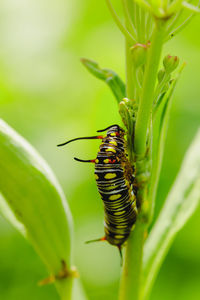 Close-up of insect on plant