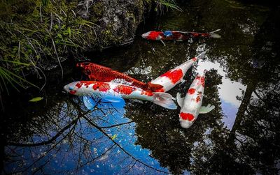 High angle view of koi carps swimming in lake