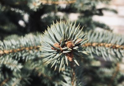 Close-up of pine cone on tree