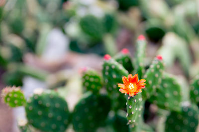 Close-up of flower blooming outdoors