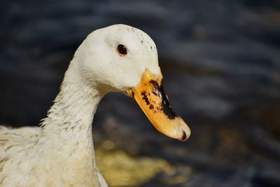 Close-up of swan