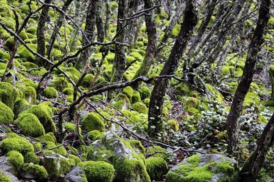 Trees in forest