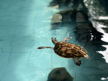 High angle view of turtle in pond