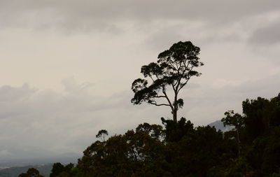 Low angle view of silhouette tree against sky