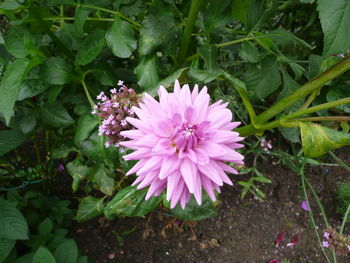 Close-up of pink flower blooming outdoors