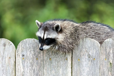 Close-up of an animal on wood