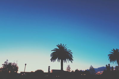 Low angle view of palm trees against blue sky