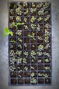 High angle view of potted plants