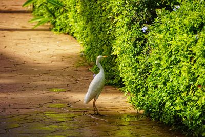 View of a bird