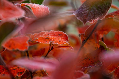 Close-up of autumn leaves