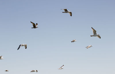 Low angle view of seagulls flying in sky