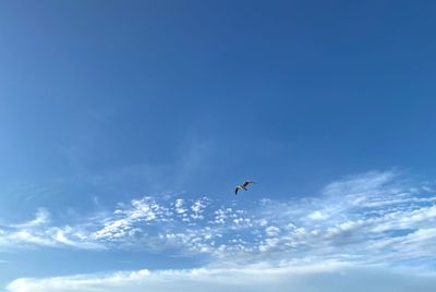 Low angle view of bird flying in sky