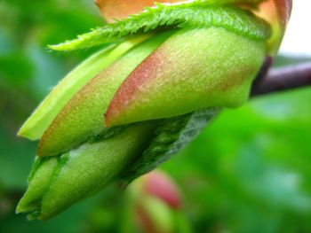 Close-up of fresh green leaf