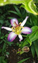 Close-up of insect on purple flower