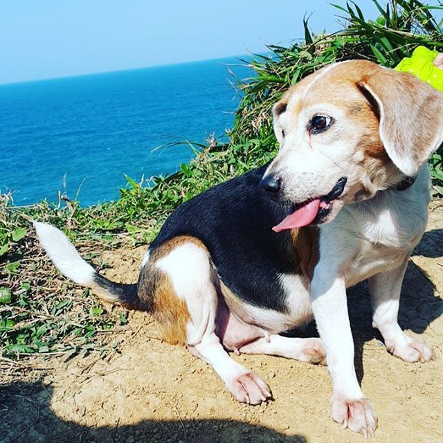 domestic animals, pets, dog, animal themes, one animal, mammal, beach, pet collar, sunlight, sea, sand, shore, sticking out tongue, day, sitting, outdoors, relaxation, full length, zoology, pet leash