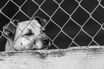 Close-up portrait of a fence