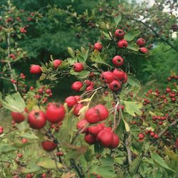 Red berries growing on tree