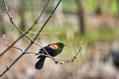 Close-up of bird perching on branch