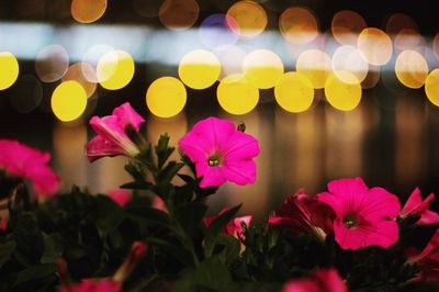 Close-up of pink flowers blooming outdoors