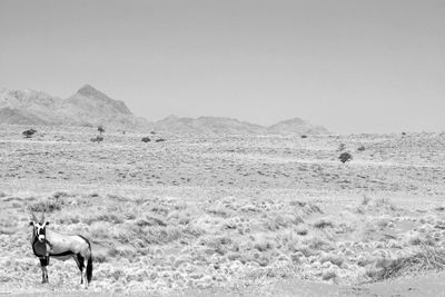 View of horses in sea