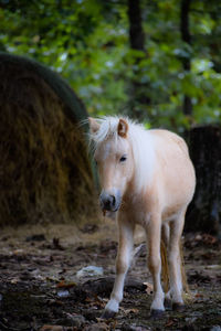 Horse standing in a field