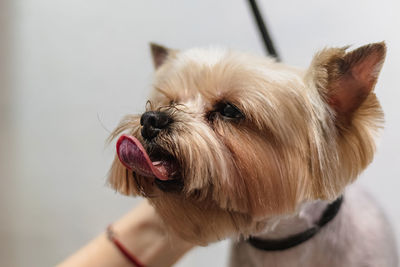 Close-up of dog with tongue