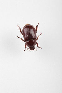 Close-up of insect on white background