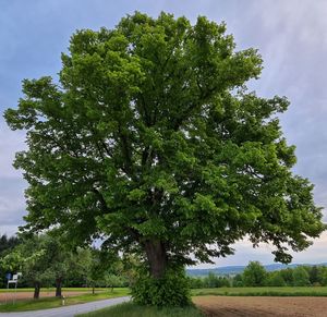 Trees on field by road against sky