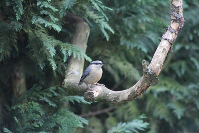 Bird perching on branch