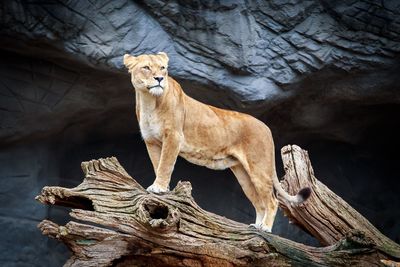 Close-up of lioness on dead tree